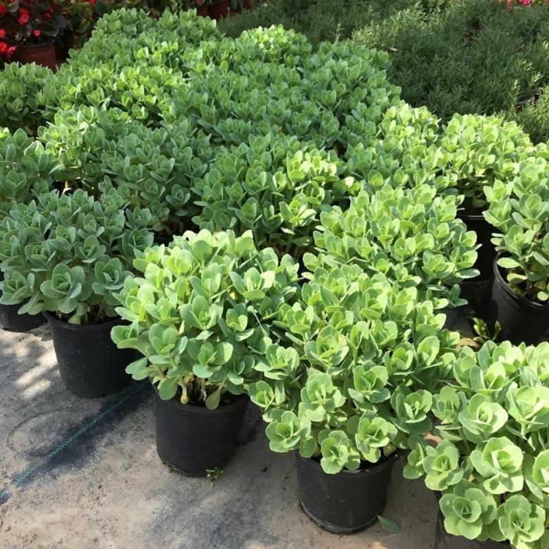 八宝景天多肉植物阳台庭院花园多年生宿根杀菌景天盆栽花苗