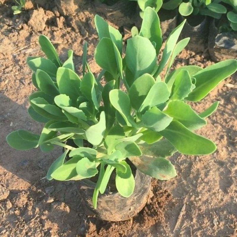 八宝景天多肉植物阳台庭院花园多年生宿根杀菌景天盆栽花苗
