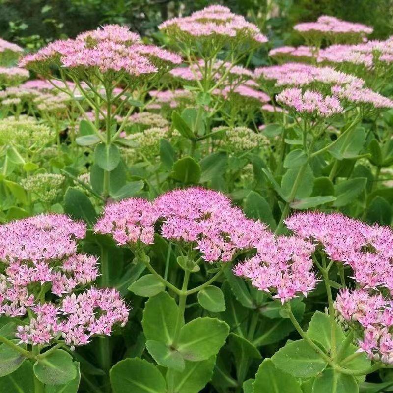 八宝景天多肉植物阳台庭院花园多年生宿根杀菌景天盆栽花苗