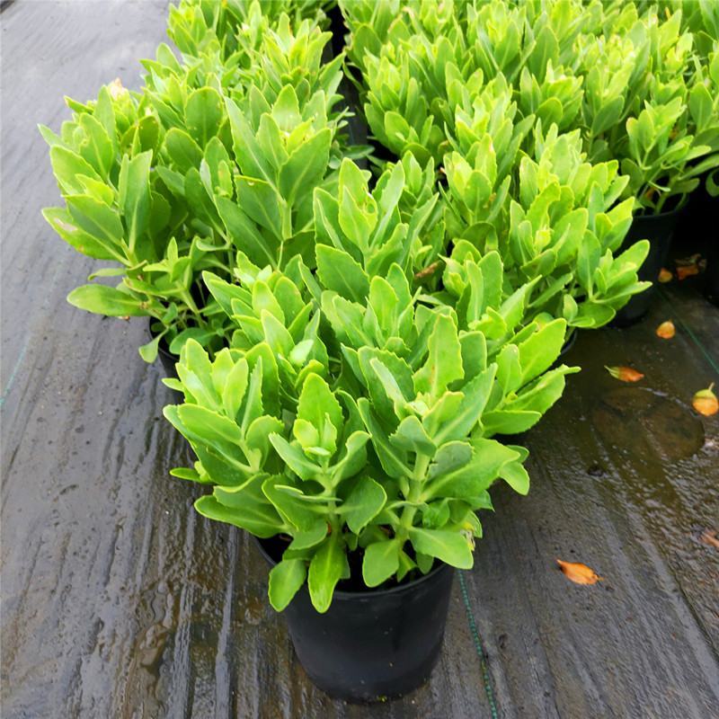八宝景天多肉植物阳台庭院花园多年生宿根杀菌景天盆栽花苗