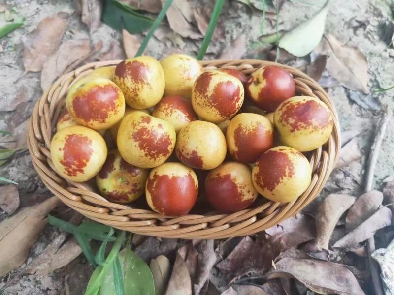 大荔冬枣冬枣青枣红枣一件代发