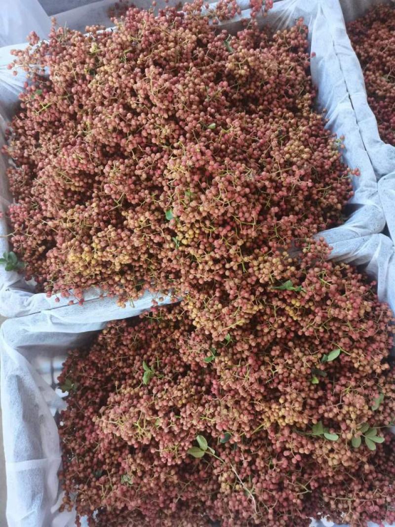 陕西大红袍鲜花椒精品特级大红袍，颜色鲜艳，无蚜虫