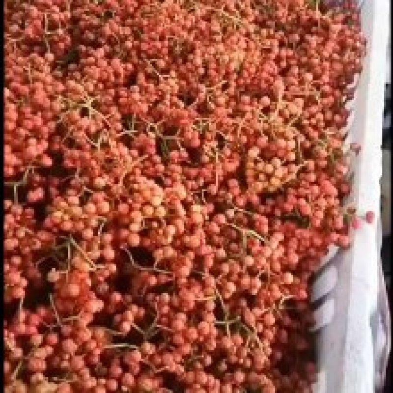 陕西大红袍鲜花椒精品特级大红袍，颜色鲜艳，无蚜虫