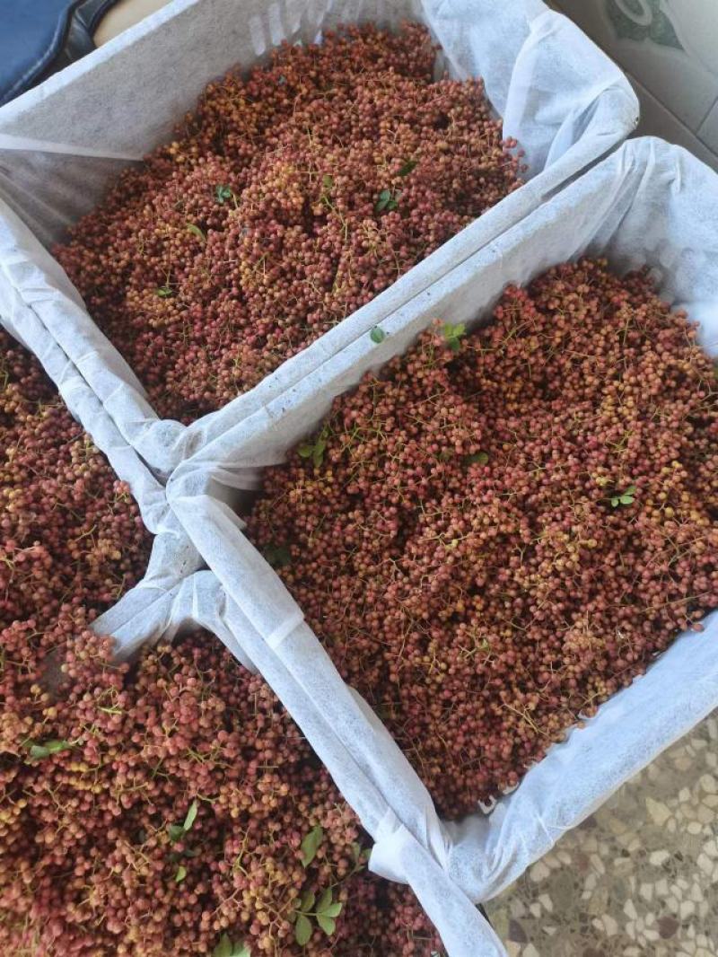 陕西大红袍鲜花椒精品特级大红袍，颜色鲜艳，无蚜虫