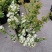 菱叶绣线菊黄金喷泉楼顶露台庭院花园盆栽观叶观花植物室外花