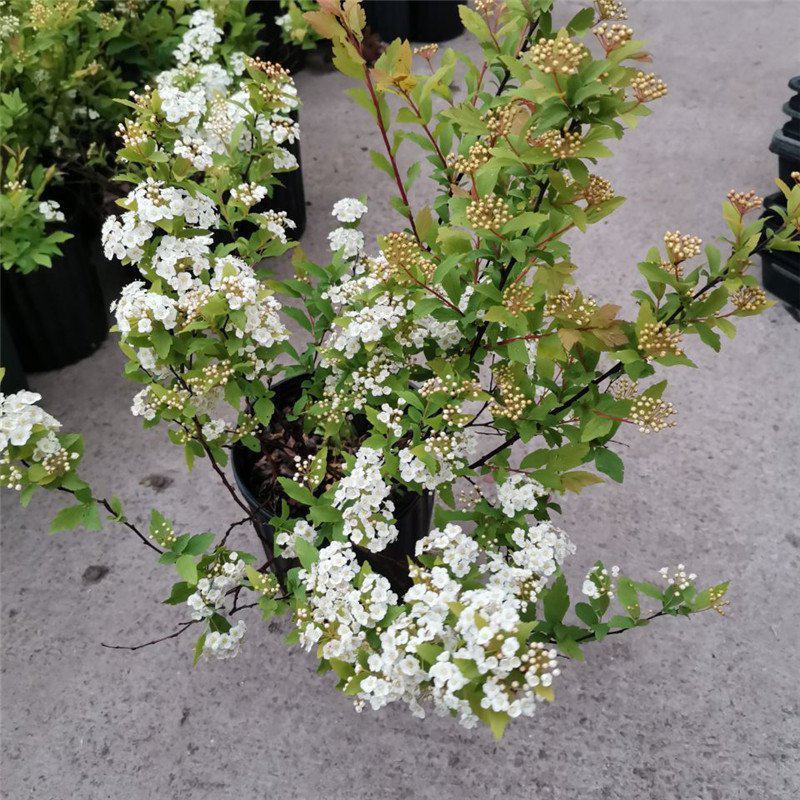 菱叶绣线菊黄金喷泉楼顶露台庭院花园盆栽观叶观花植物室外花