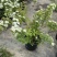 菱叶绣线菊黄金喷泉楼顶露台庭院花园盆栽观叶观花植物室外花