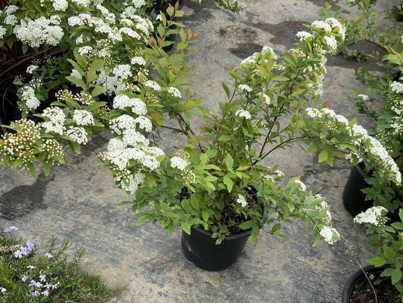 菱叶绣线菊黄金喷泉楼顶露台庭院花园盆栽观叶观花植物室外花