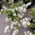 菱叶绣线菊黄金喷泉楼顶露台庭院花园盆栽观叶观花植物室外花