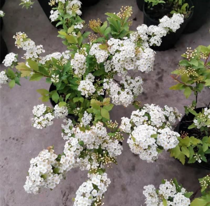 菱叶绣线菊黄金喷泉楼顶露台庭院花园盆栽观叶观花植物室外花