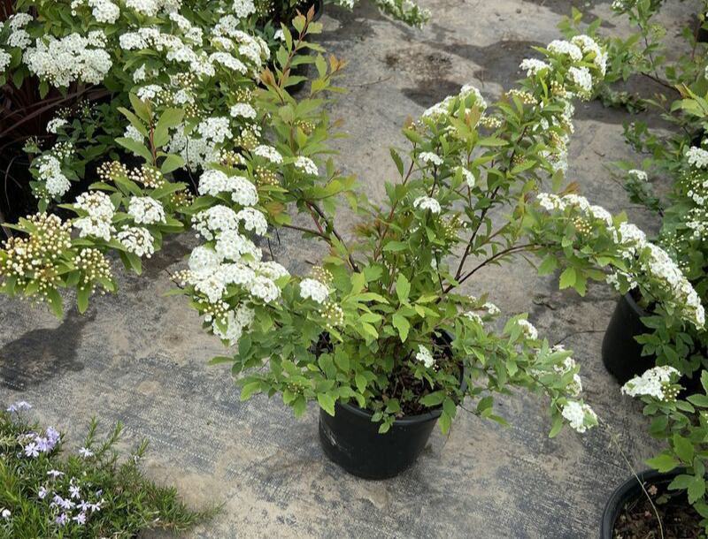 菱叶绣线菊黄金喷泉楼顶露台庭院花园盆栽观叶观花植物室外花
