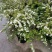 菱叶绣线菊黄金喷泉楼顶露台庭院花园盆栽观叶观花植物室外花