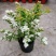 菱叶绣线菊黄金喷泉楼顶露台庭院花园盆栽观叶观花植物室外花