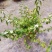 菱叶绣线菊黄金喷泉楼顶露台庭院花园盆栽观叶观花植物室外花