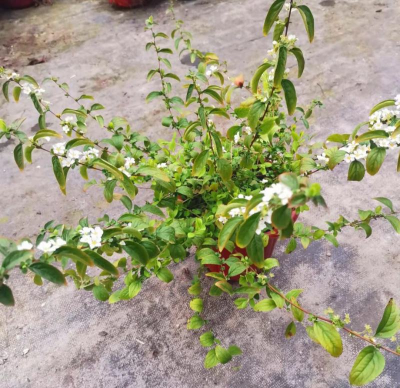 菱叶绣线菊黄金喷泉楼顶露台庭院花园盆栽观叶观花植物室外花