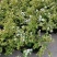 菱叶绣线菊黄金喷泉楼顶露台庭院花园盆栽观叶观花植物室外花