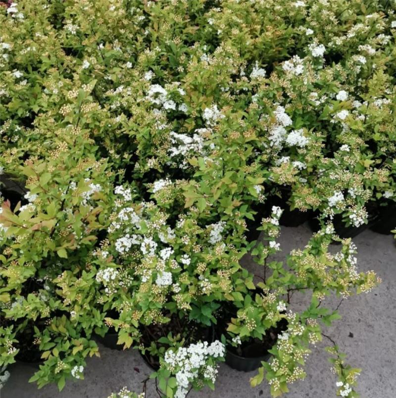 菱叶绣线菊黄金喷泉楼顶露台庭院花园盆栽观叶观花植物室外花