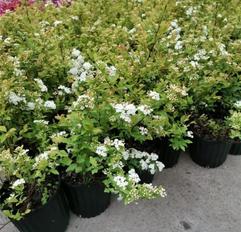 菱叶绣线菊黄金喷泉楼顶露台庭院花园盆栽观叶观花植物室外花
