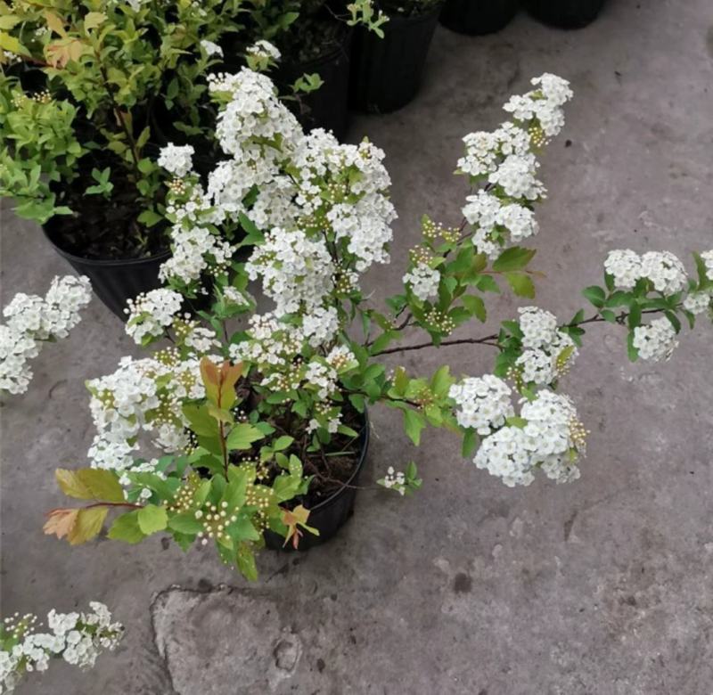 菱叶绣线菊黄金喷泉楼顶露台庭院花园盆栽观叶观花植物室外花