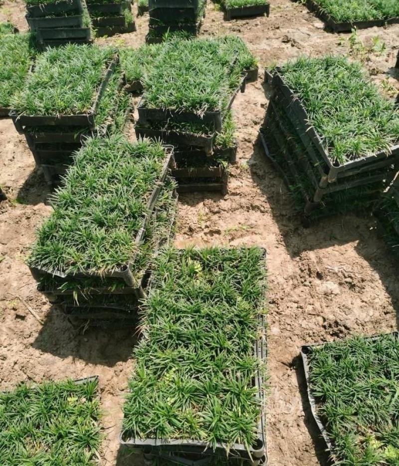 大量出售各规格的玉龙草有须联系我价格优惠