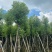 大量出售各规格的香樟有须联系我价格优惠