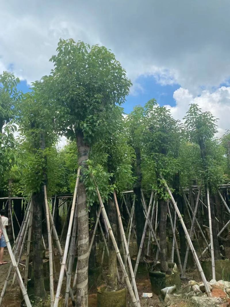 大量出售各规格的香樟有须联系我价格优惠