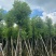 大量出售各规格的香樟有须联系我价格优惠