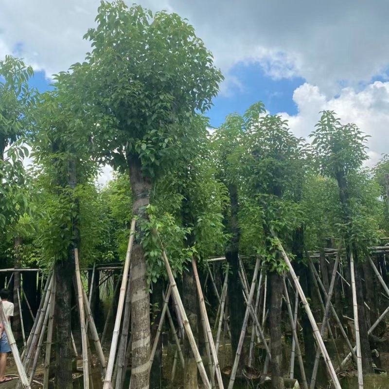 大量出售各规格的香樟有须联系我价格优惠