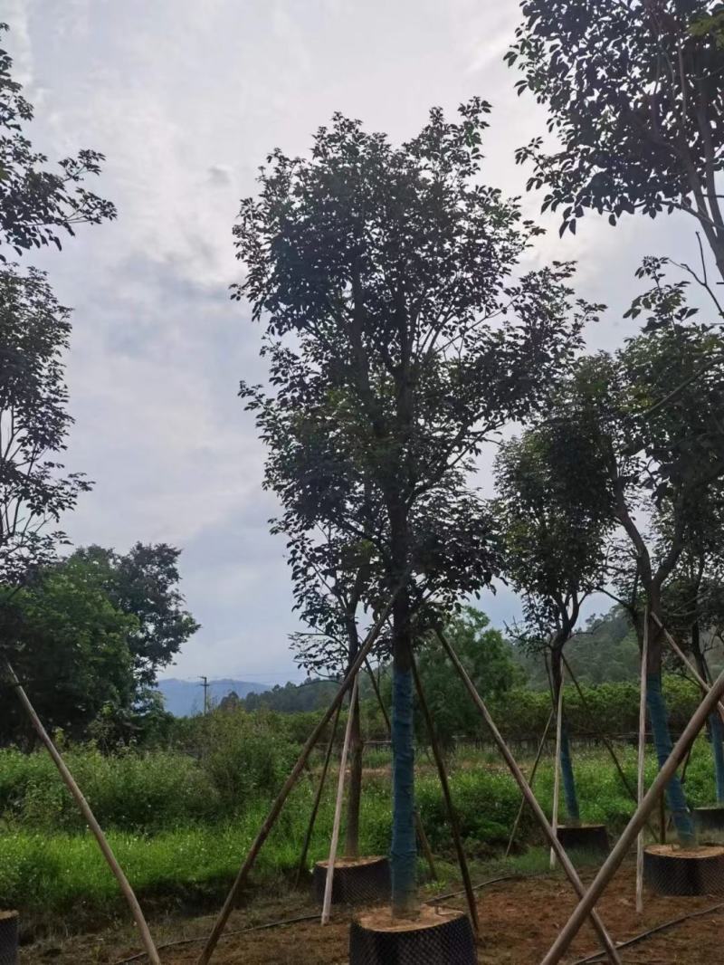 大量出售各规格的香樟有须联系我价格优惠