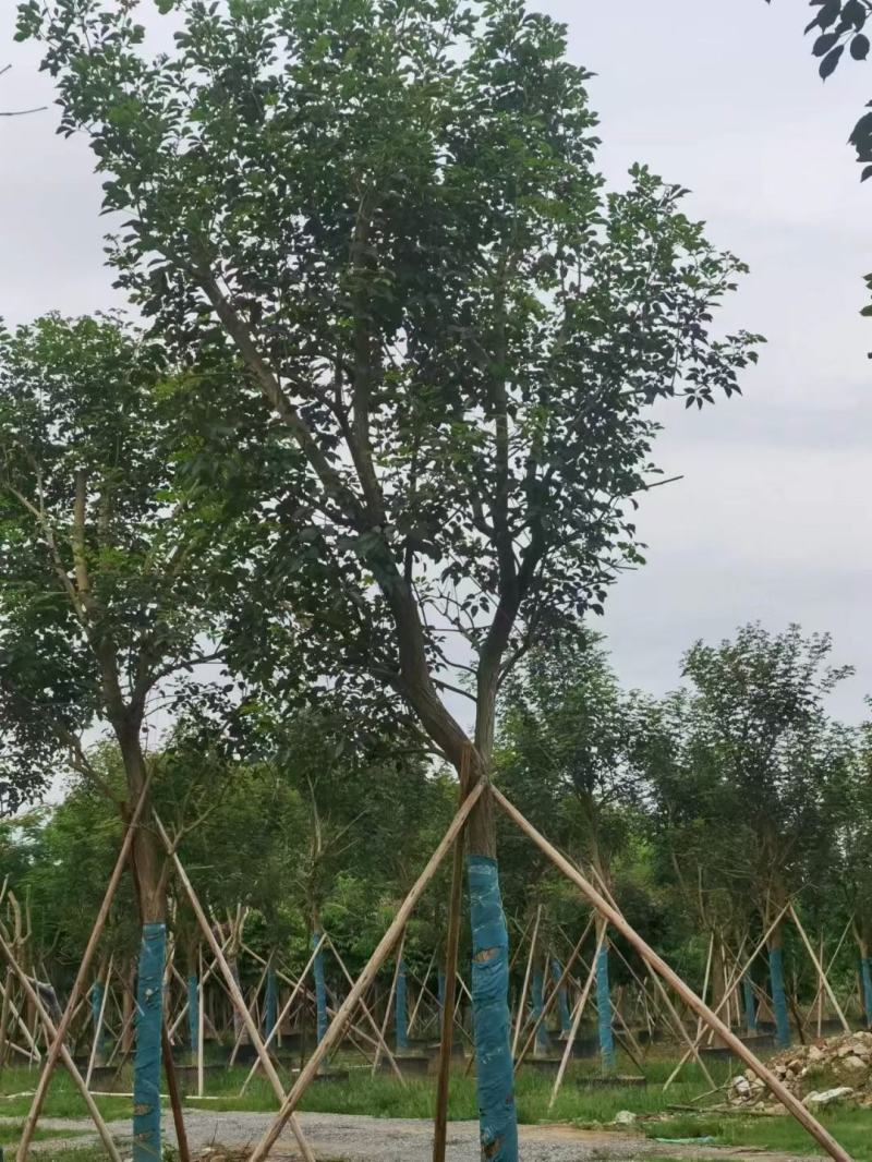 大量出售各规格的香樟有须联系我价格优惠