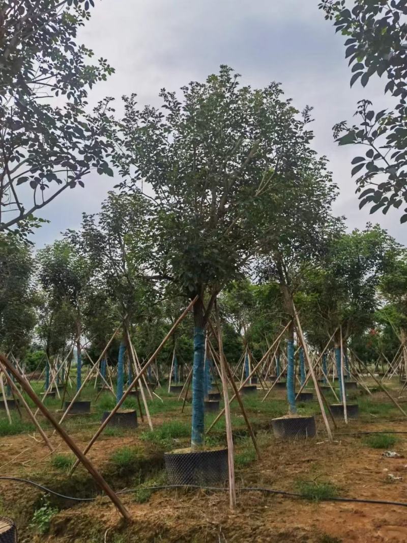 大量出售各规格的香樟有须联系我价格优惠