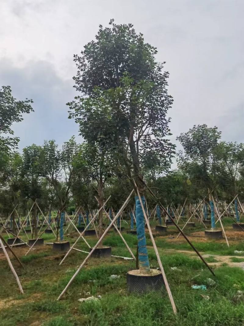 大量出售各规格的香樟有须联系我价格优惠