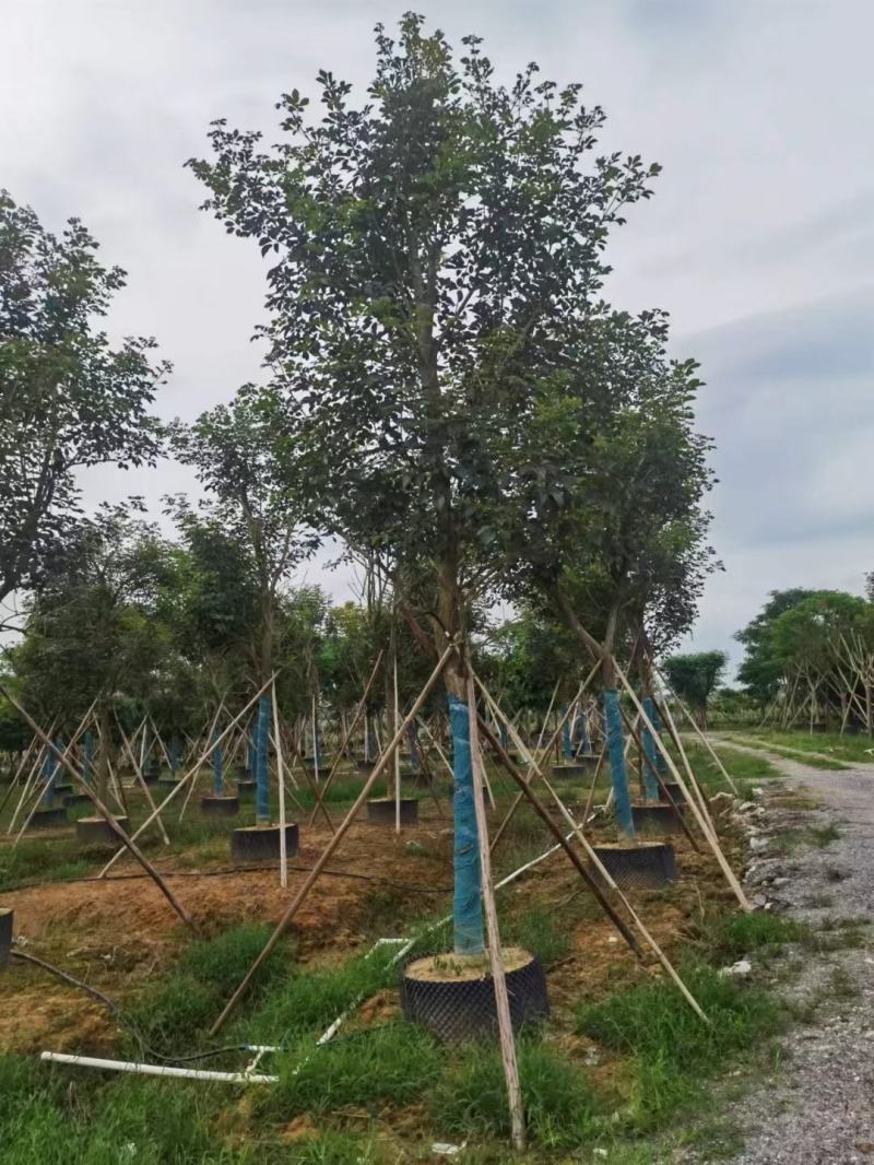 大量出售各规格的香樟有须联系我价格优惠