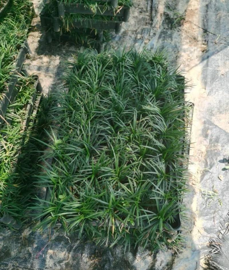 大量出售各规格的玉龙草有须联系我价格优惠