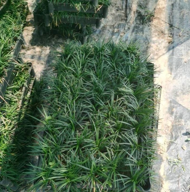大量出售各规格的玉龙草有须联系我价格优惠