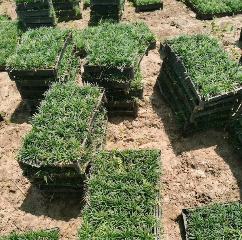 大量出售各规格的玉龙草有须联系我价格优惠