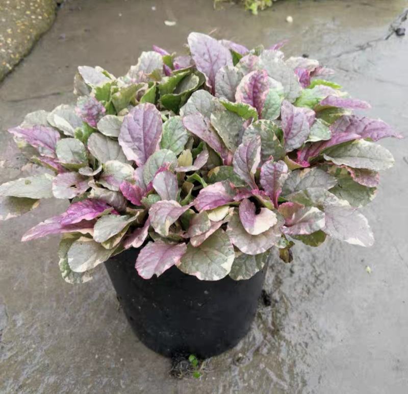 四季粉色筋骨草花镜植物耐旱多年生耐热耐寒庭院盆栽好养地栽