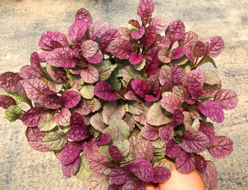 四季粉色筋骨草花镜植物耐旱多年生耐热耐寒庭院盆栽好养地栽