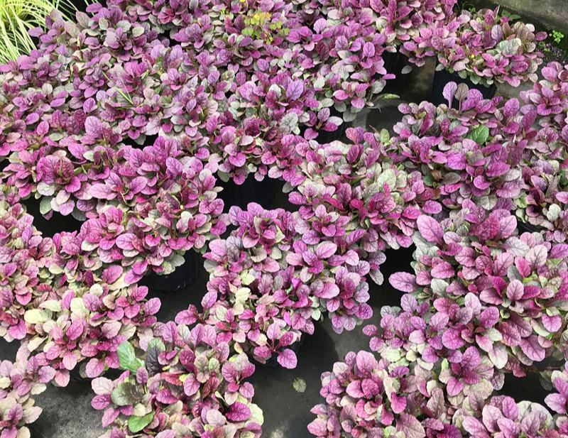 四季粉色筋骨草花镜植物耐旱多年生耐热耐寒庭院盆栽好养地栽