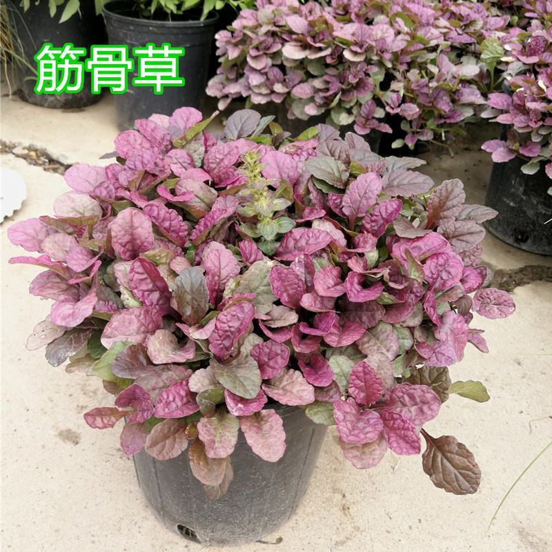 四季粉色筋骨草花镜植物耐旱多年生耐热耐寒庭院盆栽好养地栽