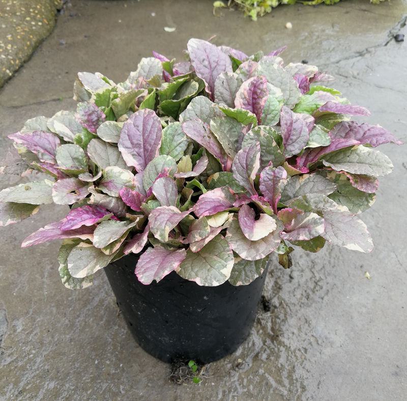 四季粉色筋骨草花镜植物耐旱多年生耐热耐寒庭院盆栽好养地栽