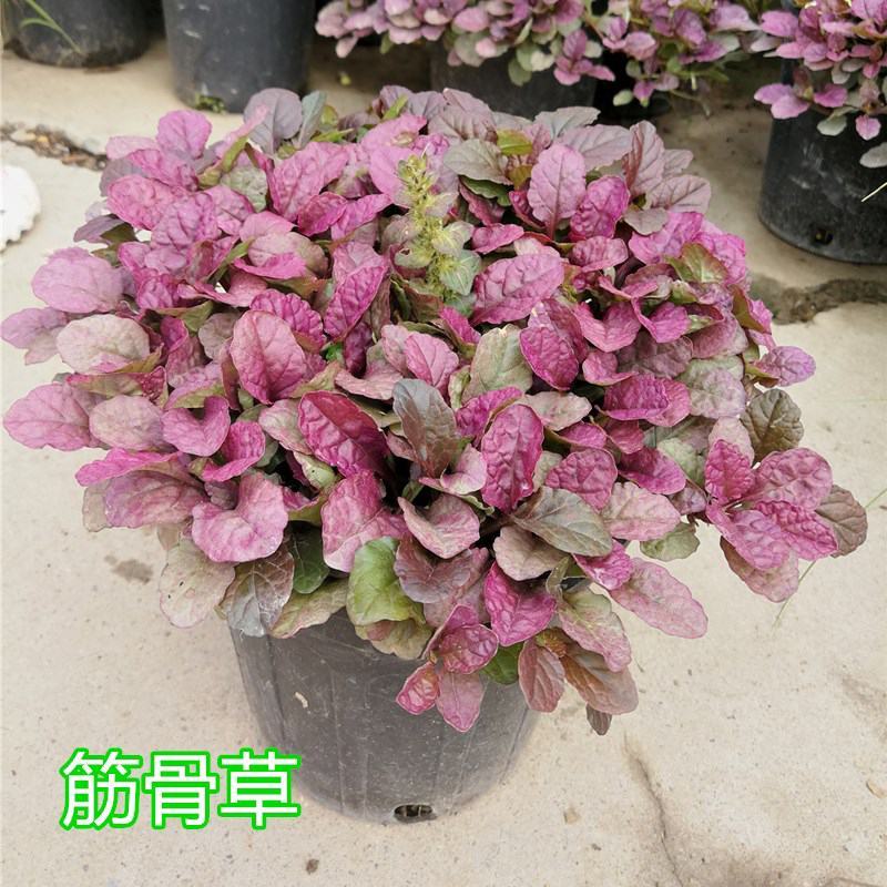 四季粉色筋骨草花镜植物耐旱多年生耐热耐寒庭院盆栽好养地栽