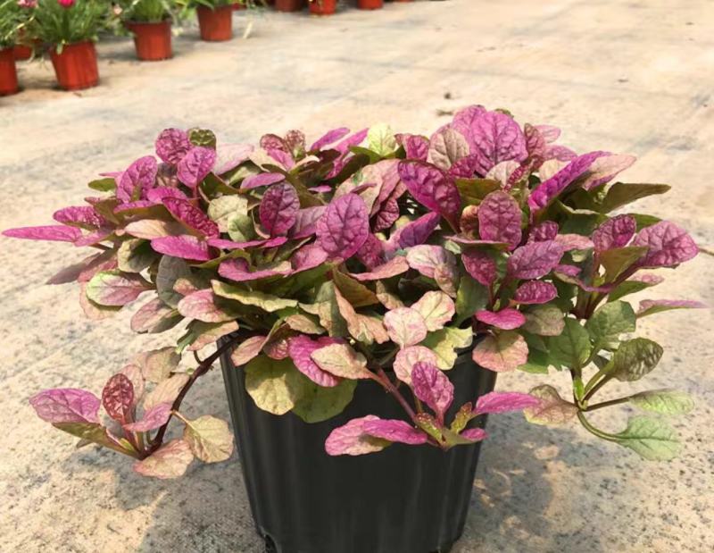 四季粉色筋骨草花镜植物耐旱多年生耐热耐寒庭院盆栽好养地栽