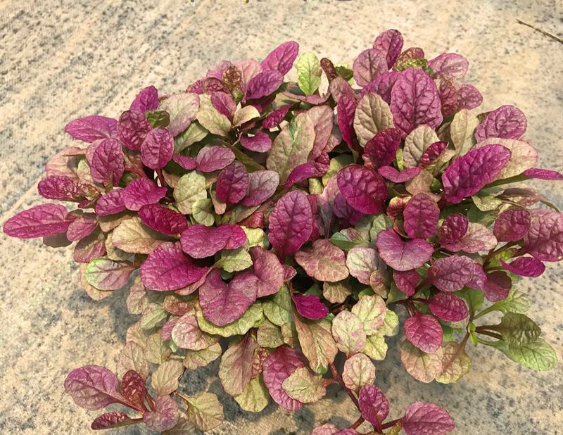 四季粉色筋骨草花镜植物耐旱多年生耐热耐寒庭院盆栽好养地栽