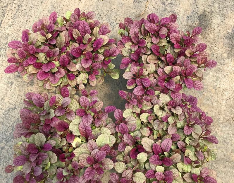 四季粉色筋骨草花镜植物耐旱多年生耐热耐寒庭院盆栽好养地栽