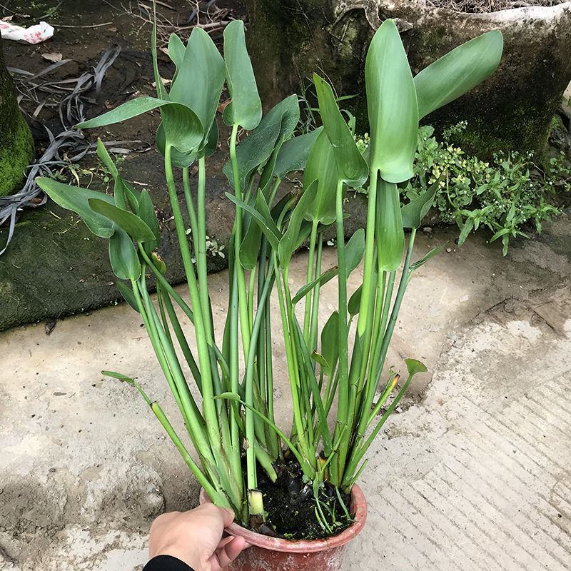 梭鱼草盆栽水生花卉池塘湖泊公园绿化水道湿地浮岛净化水质
