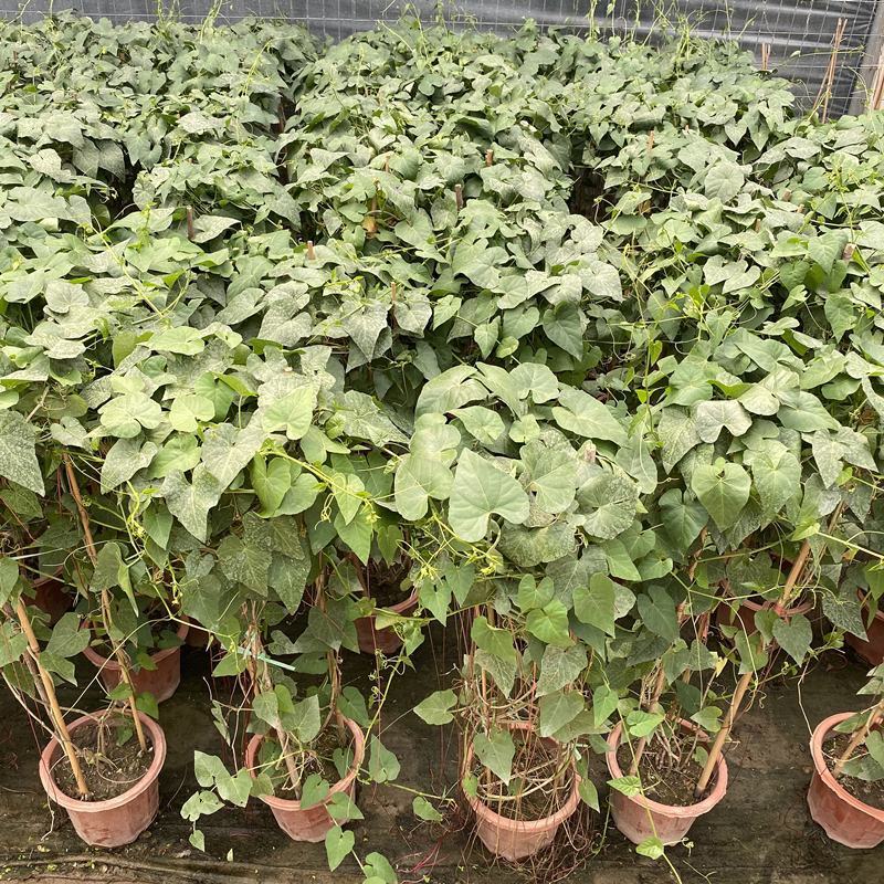 锦屏藤富贵帘金丝垂帘一帘幽梦盆栽蔓地榕珠帘藤苗龙须草爬藤