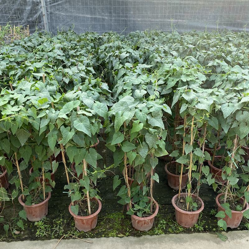 锦屏藤富贵帘金丝垂帘一帘幽梦盆栽蔓地榕珠帘藤苗龙须草爬藤