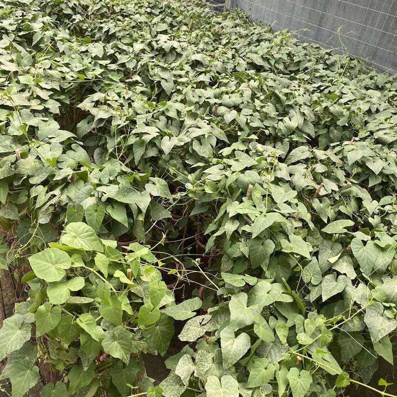 锦屏藤富贵帘金丝垂帘一帘幽梦盆栽蔓地榕珠帘藤苗龙须草爬藤