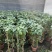 锦屏藤富贵帘金丝垂帘一帘幽梦盆栽蔓地榕珠帘藤苗龙须草爬藤